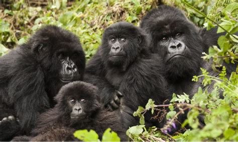 Gorilla and chimpanzee trekking tours in rwanda -gorilla trekking and chimp