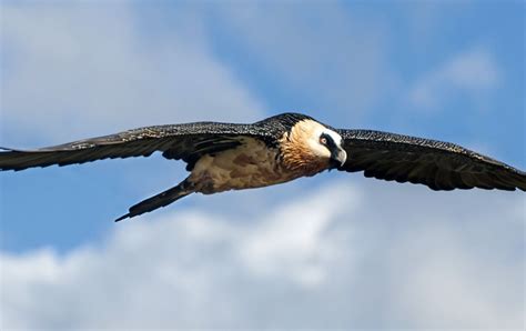 Help de gieren! | Vogelbescherming