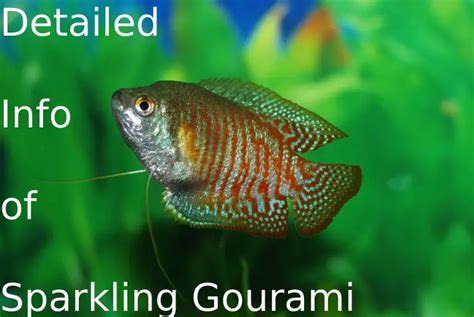 Sparkling Gourami: Care, Breeding, And Tankmates - Fish Keeping Guide