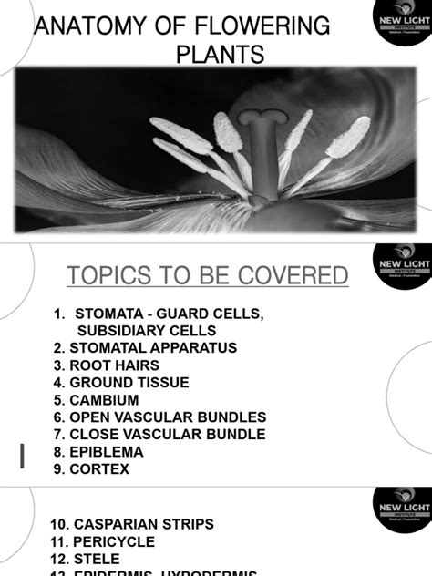 anatomy  flowering plants invert  plant stem tissue biology