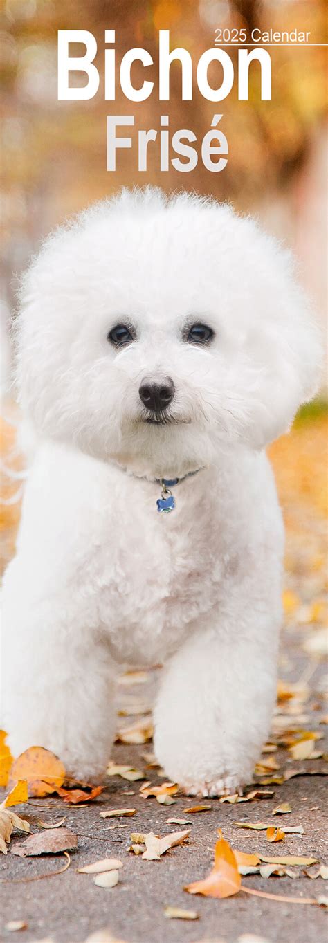 Acheter Bichon Frise Calendar 2025 Slimline Commander Facilement En