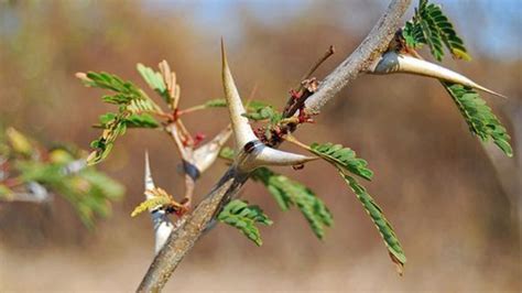 Acacia Cornigera La Planta Que Cuida De Las Hormigas El Colectivo