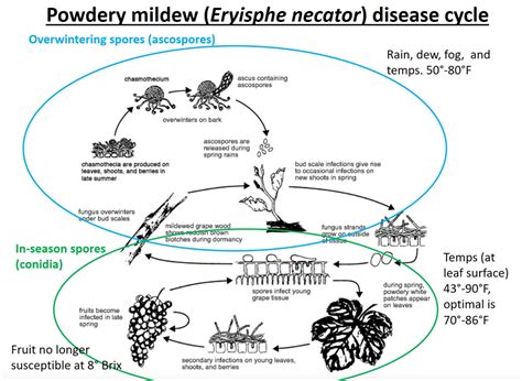 Best Powdery Mildew Remedy Grozine