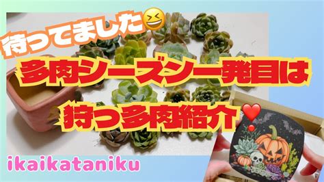 109 『多肉植物』多肉シーズン一発目は狩っ多肉紹介 ️ Youtube