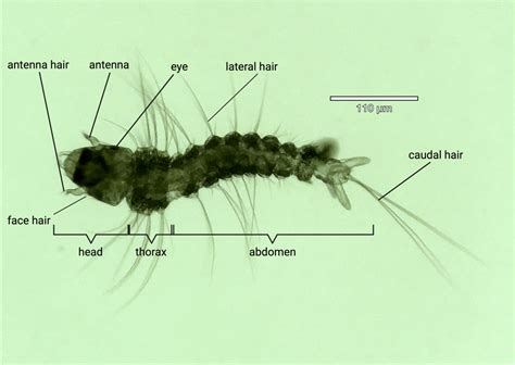 mosquito larvae sensory behaviors