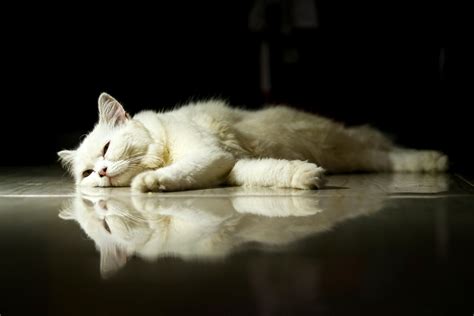 Fisher Cat Photos, Download The BEST Free Fisher Cat Stock Photos & HD