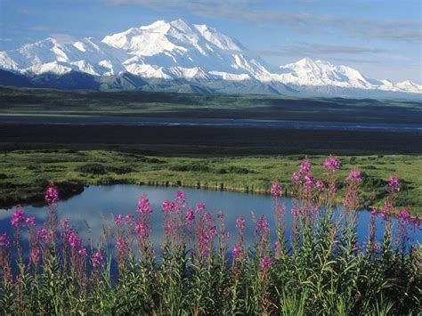 Arctic Tundra Biodiversity Home