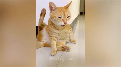 Funniest Animals 2024 😂 New Funny Cats And One News Page Video