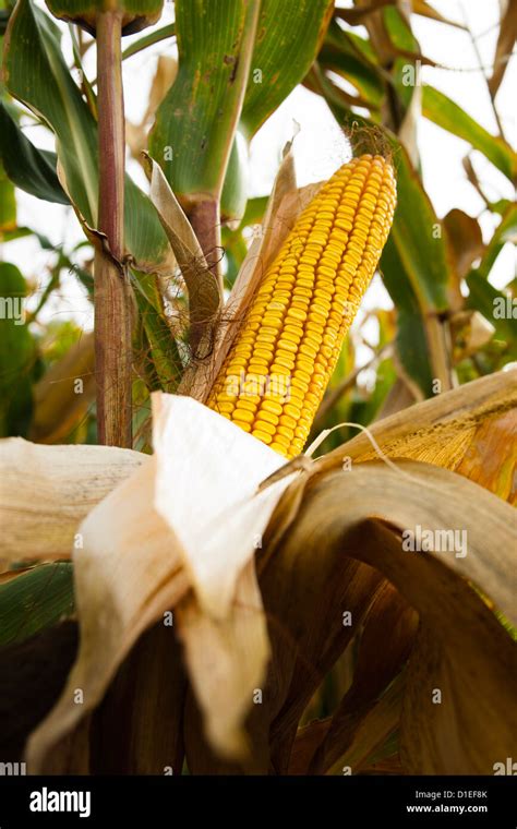 Maize On A Maize Field Stock Photo Alamy