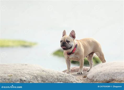 Funny dog walking outdoors stock image. Image of mops - 247934389