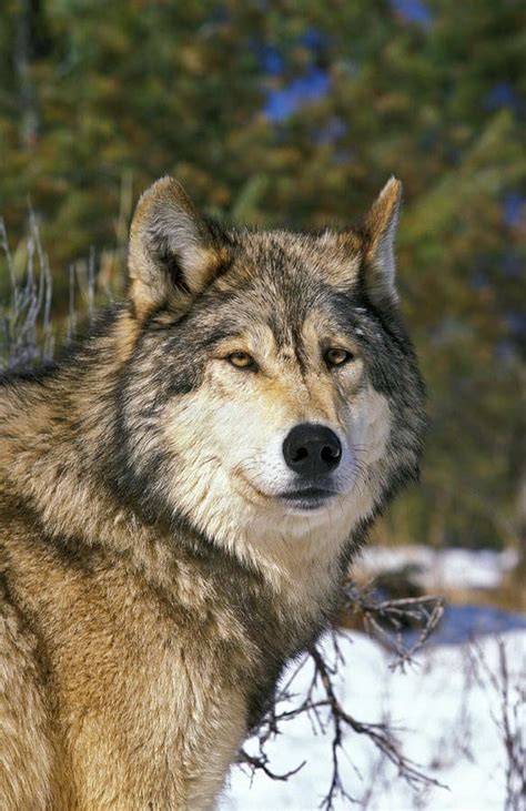 North American Grey Wolf Canis Lupus Occidentalis Portrait Of Adult