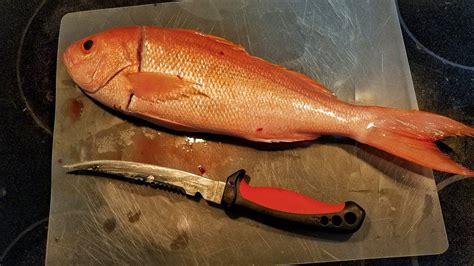 Catch And Cook Best Tasting Fish In The Ocean Vermilion Snapper