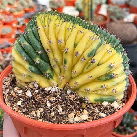 Gymnocalycium Mihanovichii Purple Nebula Succulent Cactus Malaysia