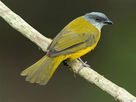 Gray Headed Tanager Ebird