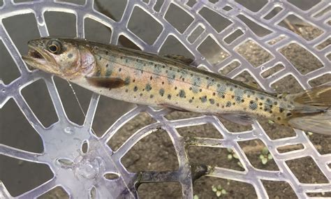 For The Love Of Cutthroat Trout