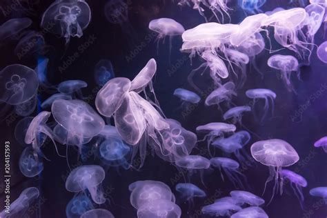 Moon Jellyfish Aurelia Aurita White Translucent Color And Dark