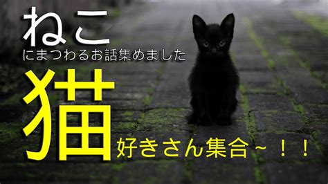 猫にまつわる話集めました①猫にまつわるお話と猫画像をお届けします。 Youtube