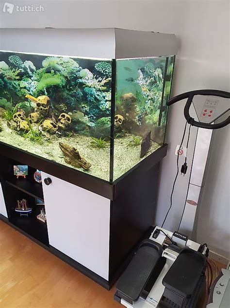 440 Liter Aquarium mit viel Zubehör und Fische im Kanton St Gallen