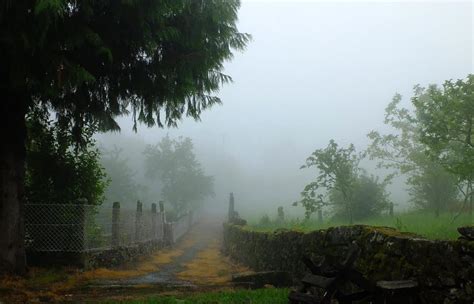 Free picture: fog, landscape, tree, mist, forest, daylight, grass, moisture, outdoor