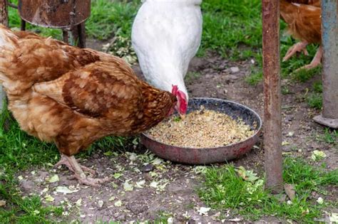 Should Chickens Eat Grit And Oyster Shells