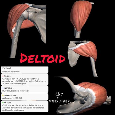 Músculo Deltoides Deltoid Deltoidmuscle Musculodeltoides