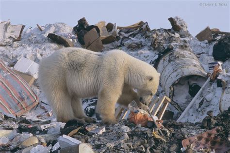 Polar Bear Stranded On Ice