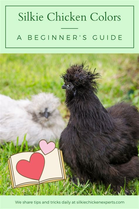 A Complete Guide To Silkie Chicken Colors Breeding Chart Sexing Standards And More Artofit