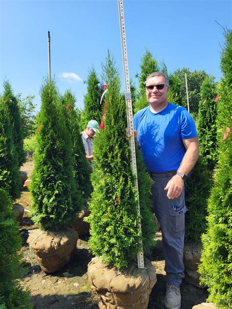 thuja-occidentalis-smaragd-emerald-emerald-arborvitae