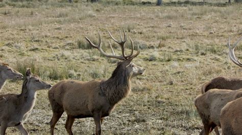 Caccia Al Cervo Rosso In Scozia Montefeltro