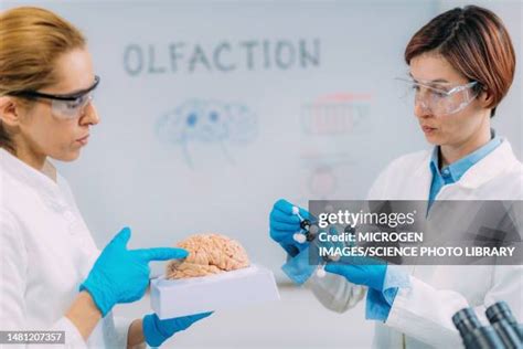 Olfactory System Photos and Premium High Res Pictures - Getty Images 