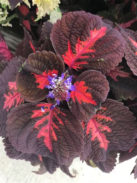 Coleus Heartbreaker Artofit