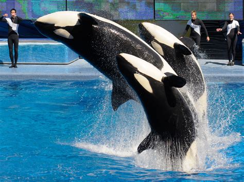 Orcas In Captivity