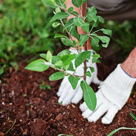 Tree Planting Tips - Service Direct Landscape