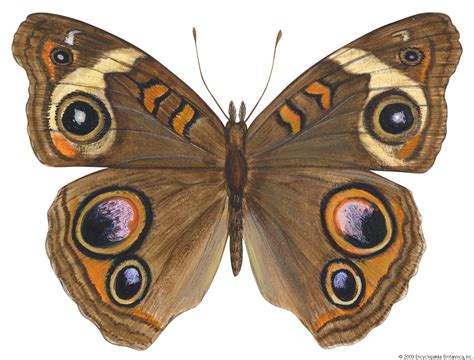 Brush Footed Butterfly Morphology Behavior And Habitat Britannica