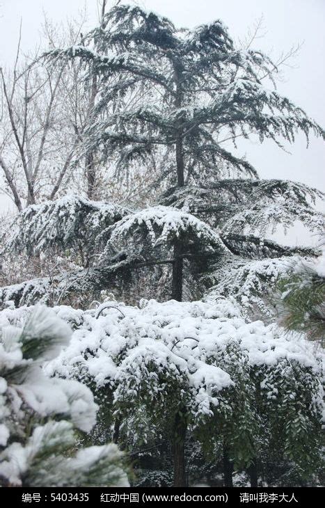 松树上的雪高清图片下载_红动中国