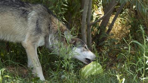 Wolves Feast On Watermelon For Summertime Treat Photos The Global