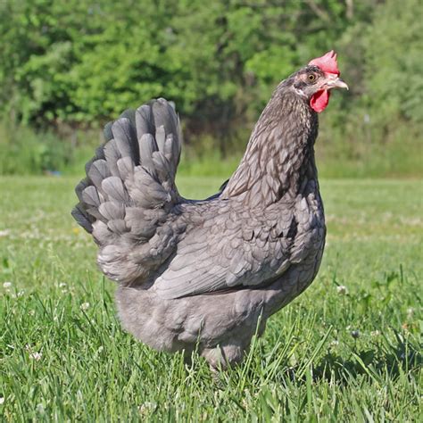 About Olive Egger Chickens: Enchanting, Green Egg Laying Chickens