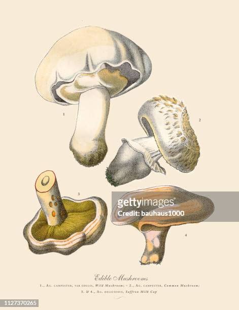 5 699 Champignon Comestible High Res Illustrations Getty Images