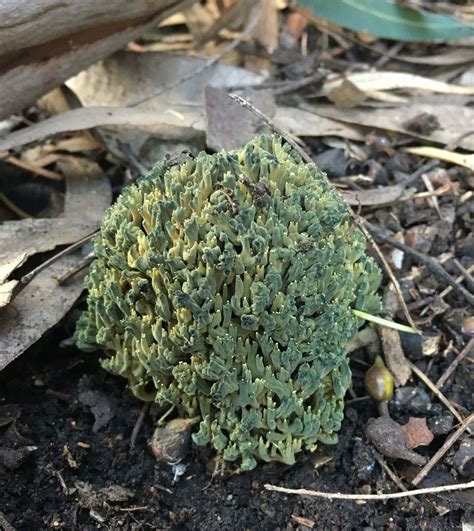 Ramaria Abietina The Ultimate Mushroom Guide