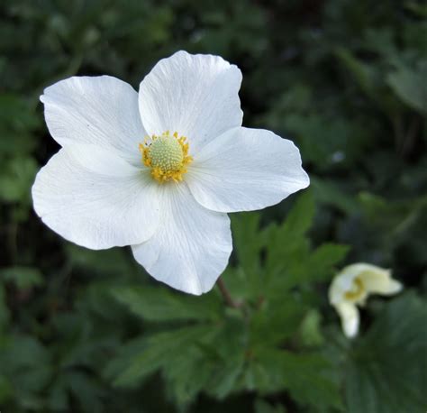 Anemone Sylvestris Madonna Shop Well Established Anemone Proctors