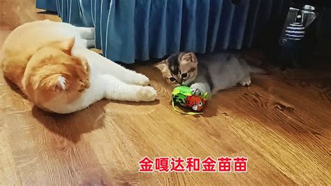 猫妈躲着不管独苗奶猫？小帅猫成天陪着小奶猫玩耍，像小爸爸似的 Youtube