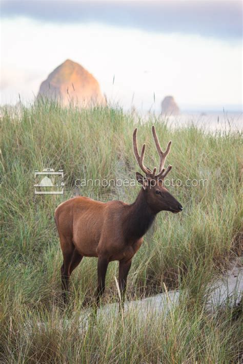 Elk In The Dunes Cannon Beach Photo