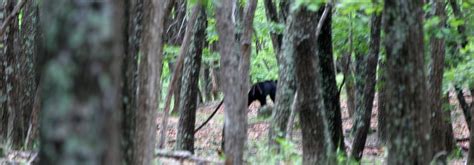 Ursus thibetanus Asian Black Bear — Coke Smith Wildlife