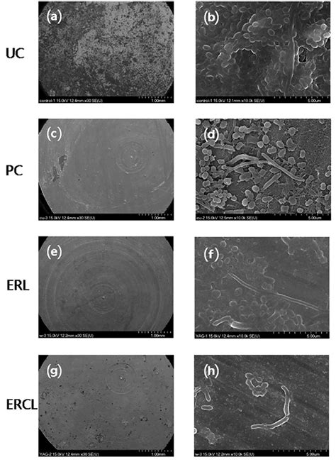 Sem Images Of Surface Magnification A C E G