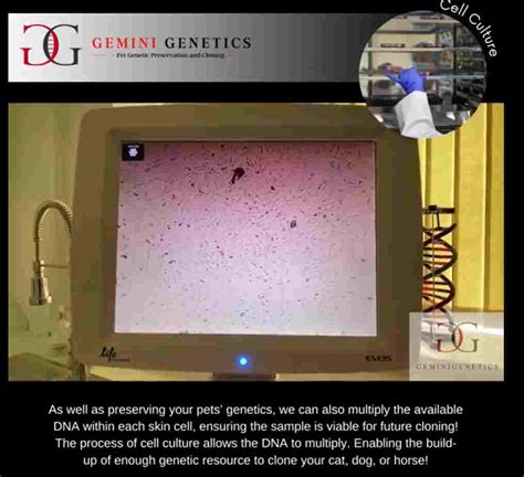 What Do We Do At Gemini Genetics Cell Culture Gemini Genetics