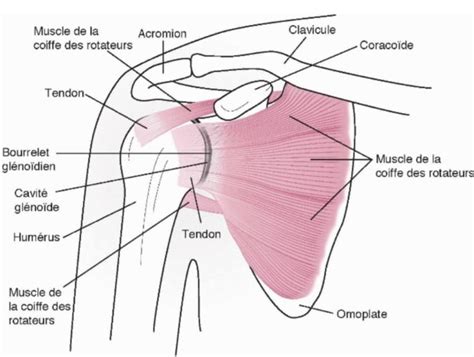 Traitement Des Pathologies De Lépaule Capsulite Luxation