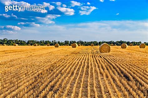 Large Round Cylindrical Straw Or Hay Bales In Countryside On Yellow