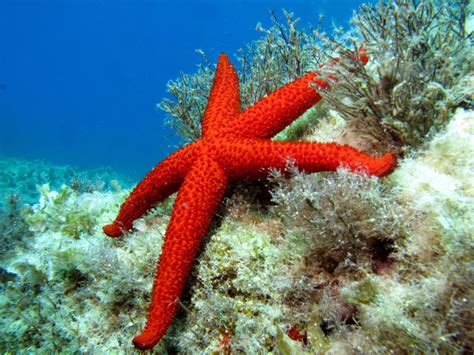 Echinaster Sepositus Mediterranean Red Sea Star Atlantis Gozo