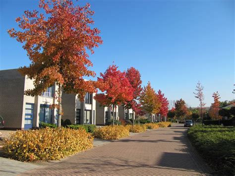 Bomen In Een Straat Boom Straat