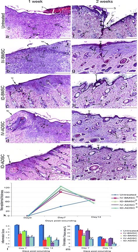 Photomicrographs Of The H E Stained Skin Sections Ae After Week Fj